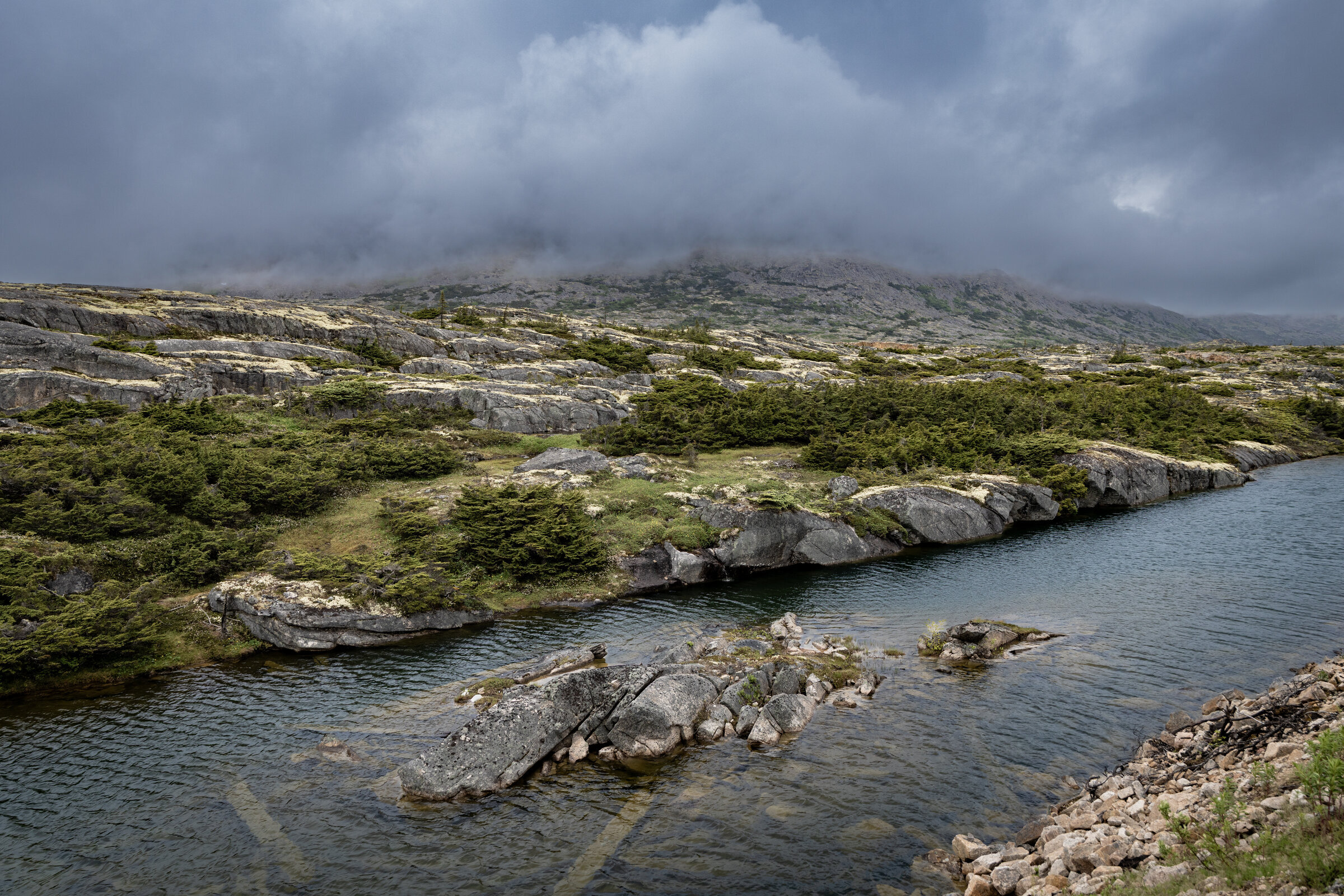 White Pass Tundra