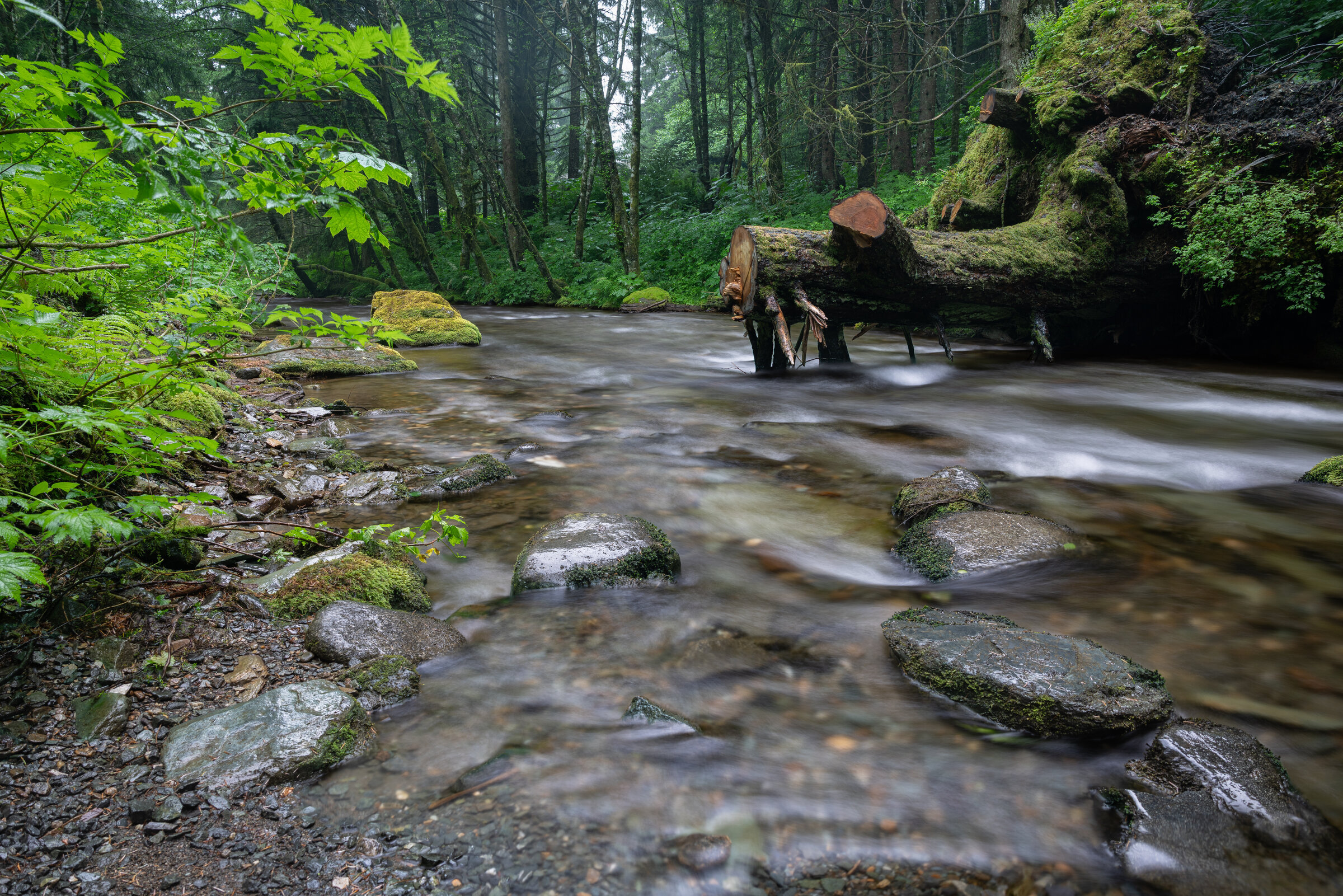 Rainforest Stream