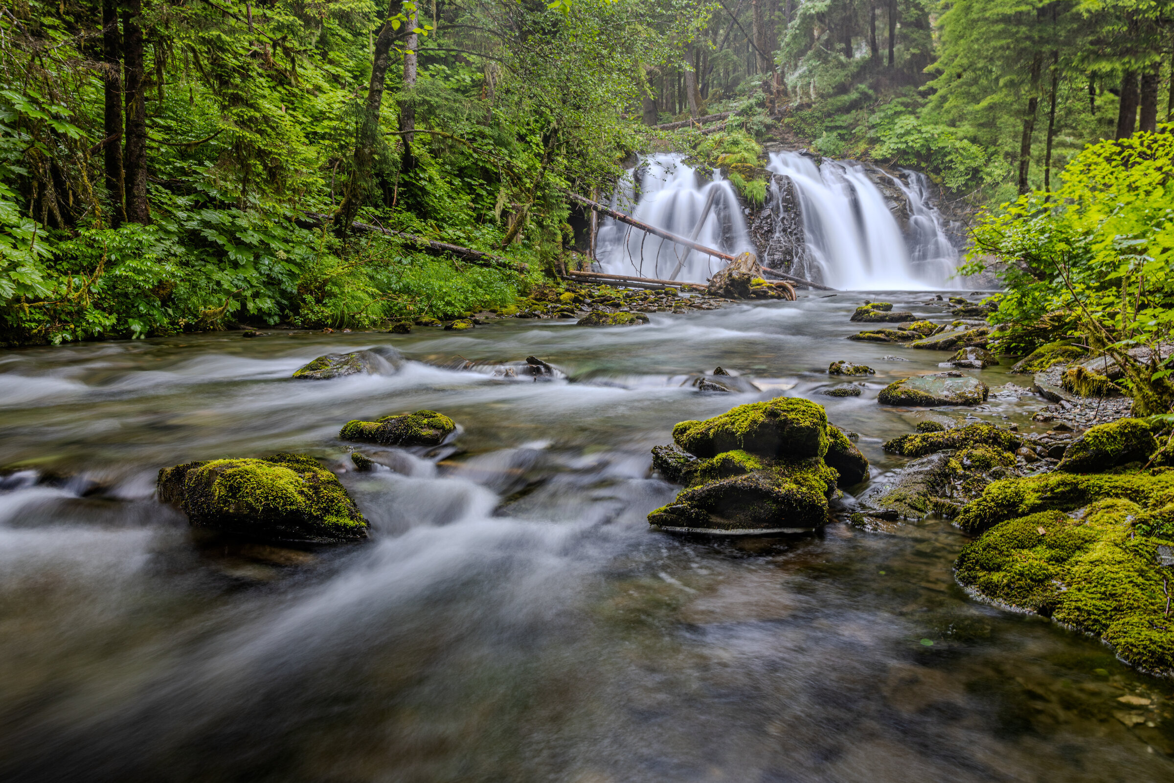 Rainforest Waterfall