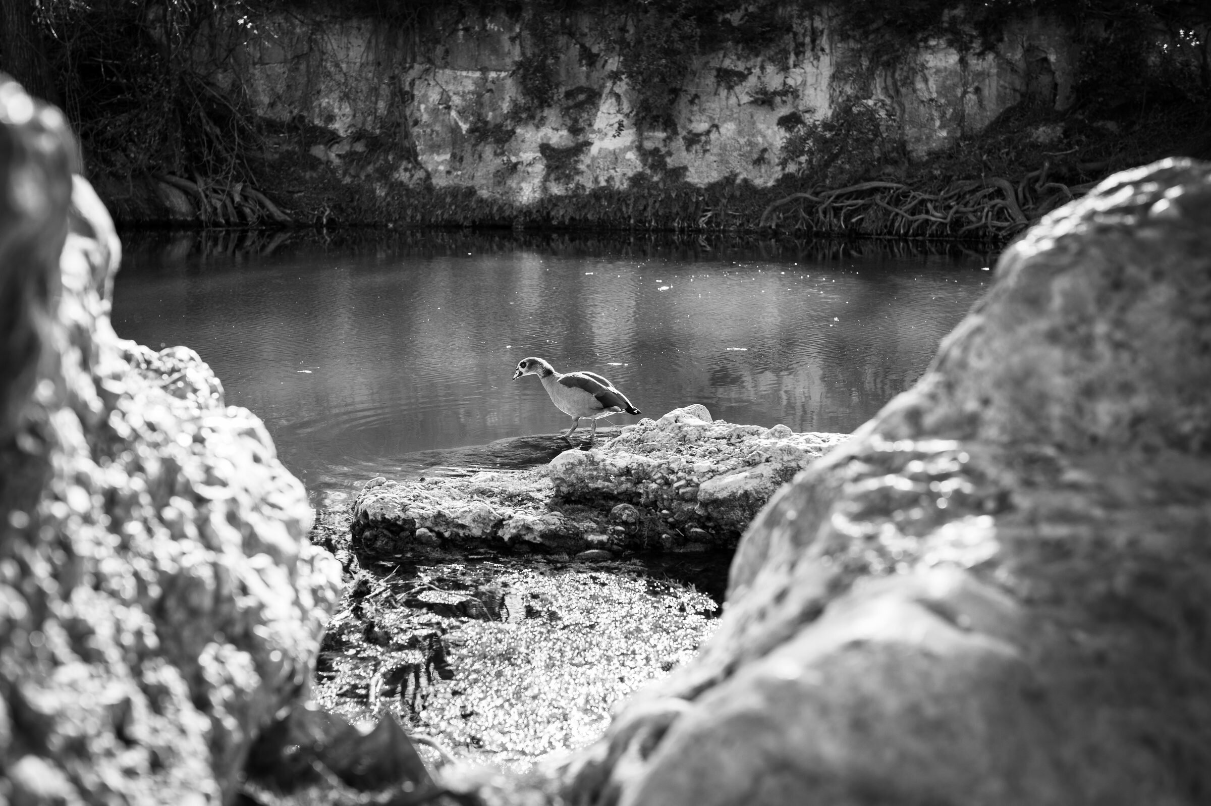 Wood Duck on Limestone