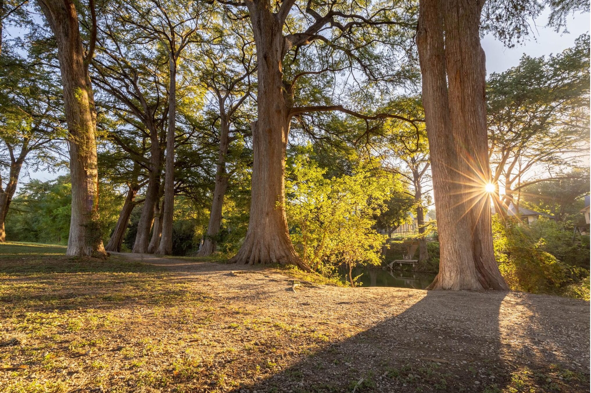 Cypress Bend, Golden Hour